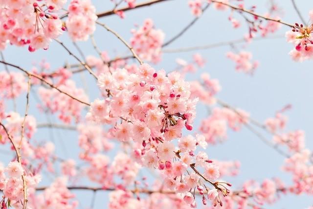 รูปภาพ:https://cdn.pixabay.com/photo/2016/02/27/06/43/cherry-tree-1225186_1280.jpg