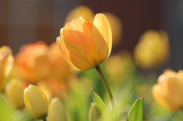 รูปภาพ:https://cdn.pixabay.com/photo/2015/03/26/09/47/tulip-690320_1280.jpg