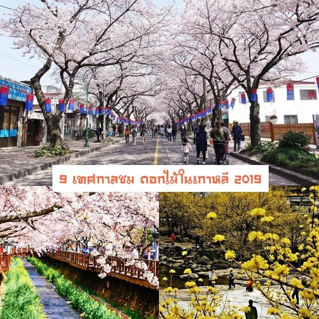 ภาพประกอบบทความ 9 เทศกาลชม ดอกไม้ในเกาหลี 2019 มาทั้งทีห้ามพลาด!
