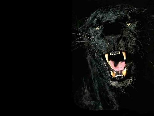รูปภาพ:http://images5.fanpop.com/image/photos/31100000/Black-Panthers-black-panthers-31170206-500-375.jpg