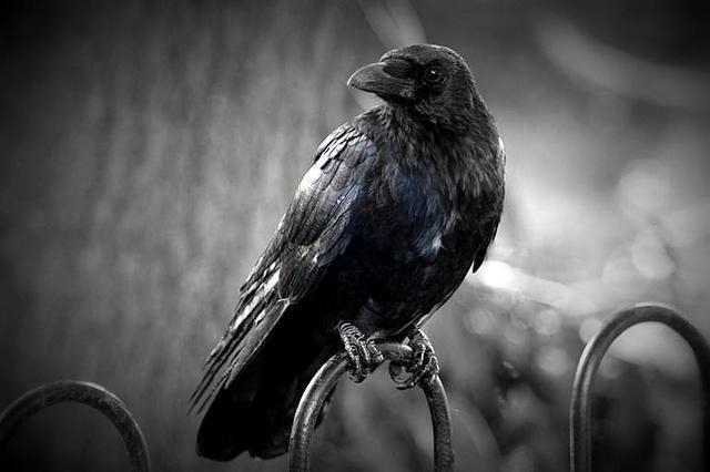 รูปภาพ:https://wvexplorer.com/wp-content/uploads/2018/03/Was-Poes-The-Raven-written-in-W.Va_..jpg