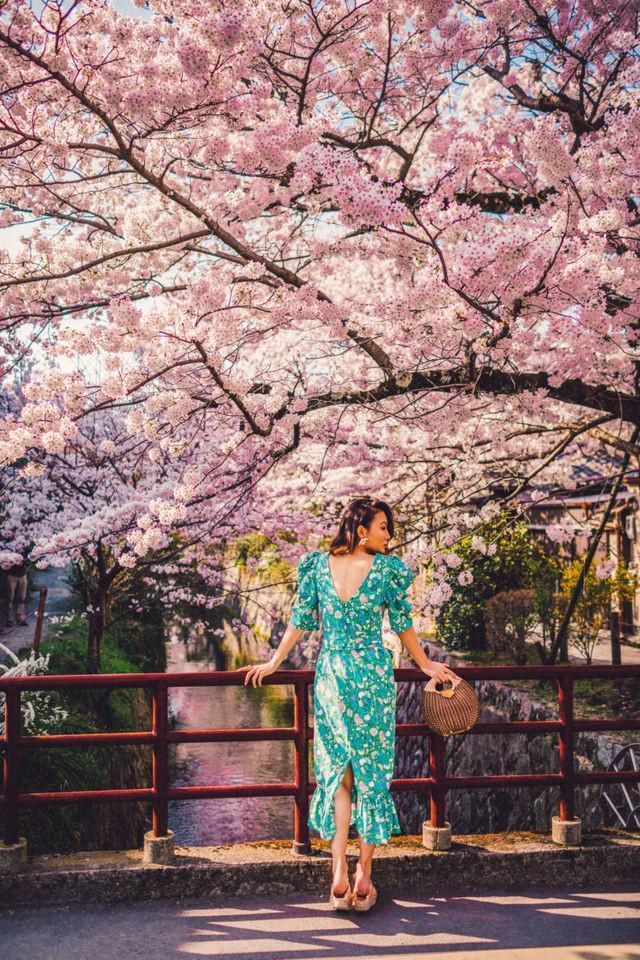 รูปภาพ:https://www.notjessfashion.com/wp-content/uploads/2018/05/Cherry_Blossom_Sakura_Japan_2018-009-450x675@2x.jpg