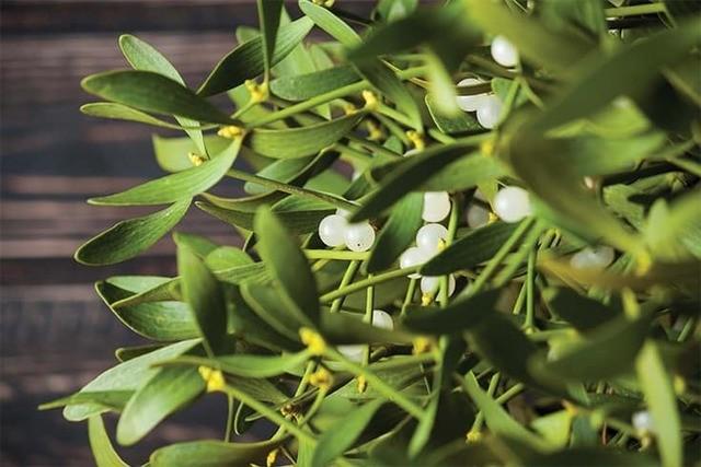 รูปภาพ:https://www.fashionlady.in/wp-content/uploads/2019/04/what-is-mistletoe.jpg