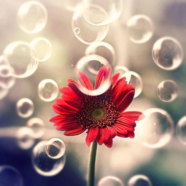 รูปภาพ:http://static.boredpanda.com/blog/wp-content/uploads/2016/01/i-create-whimsical-images-using-flowers-8__880.jpg