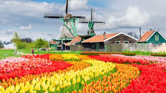 รูปภาพ:https://cloudfront.tourkrub.co/uploads/tour/cover_picture/6591/mobile_slide_Dutch_wind_mills_tulip_netherland.jpg