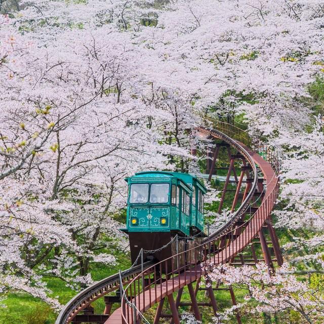รูปภาพ:https://www.telegraph.co.uk/content/dam/Travel/Destinations/Asia/Japan/cherry-blossom-funaoka-castle-kyoto.jpg?imwidth\u003d480