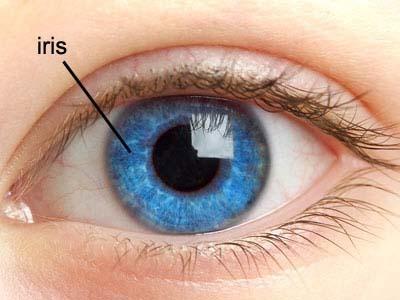 รูปภาพ:http://lasikblog.net/wp-content/uploads/2013/02/Parts-of-the-Eyes-Iris.jpg