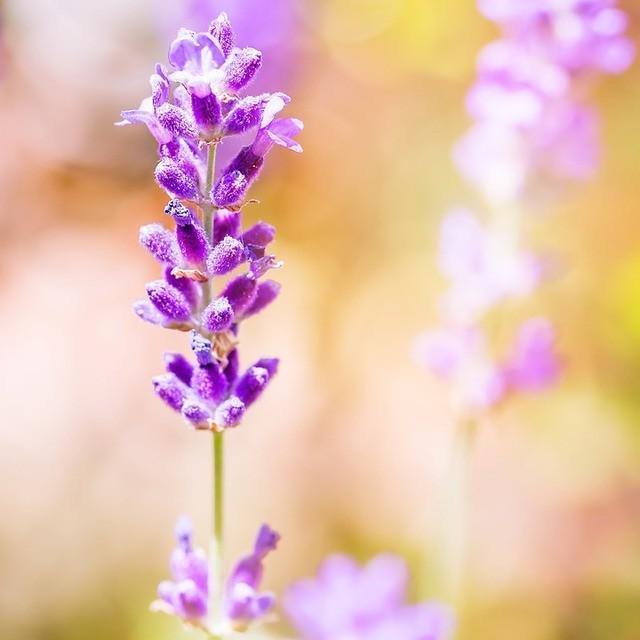 รูปภาพ:https://cdn.pixabay.com/photo/2016/02/11/16/56/lavender-1194066_960_720.jpg