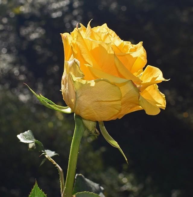 รูปภาพ:https://cdn.pixabay.com/photo/2017/09/21/18/19/yellow-orange-rose-2772795_960_720.jpg