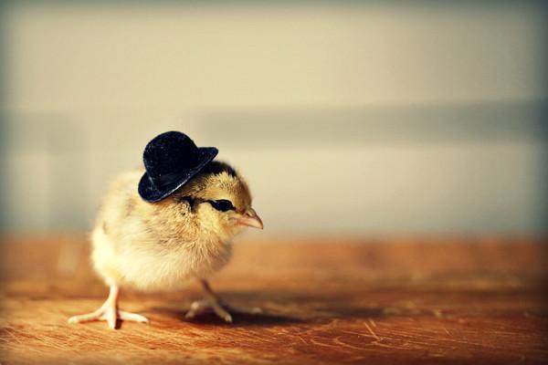 รูปภาพ:http://juliepersonsphotography.smugmug.com/Animals/Chicks-in-Hats/i-g6CqzLM/3/M/Chicks%20in%20hats%20June%202%203b-M.jpg