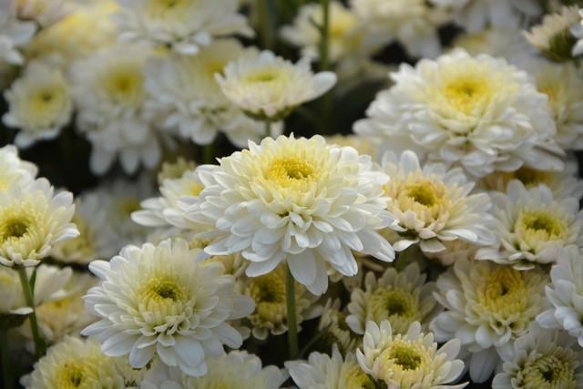 รูปภาพ:https://revistajardins.pt/wp-content/uploads/2018/10/white-flowers-2899452_1920.jpg