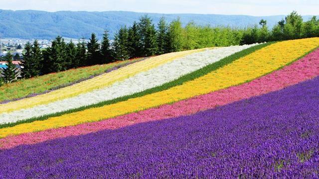 รูปภาพ:http://travelchannel.sndimg.com/content/dam/images/travel/fullset/2014/08/26/e1/japan-hokkaido-lavendar-farm.rend.tccom.966.544.jpeg
