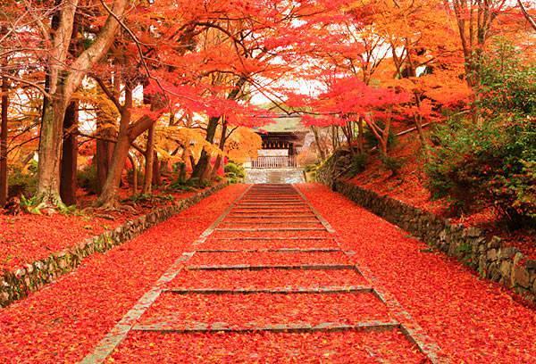 รูปภาพ:https://doyouknowjapan.com/image/nature/autumn-maple.jpg