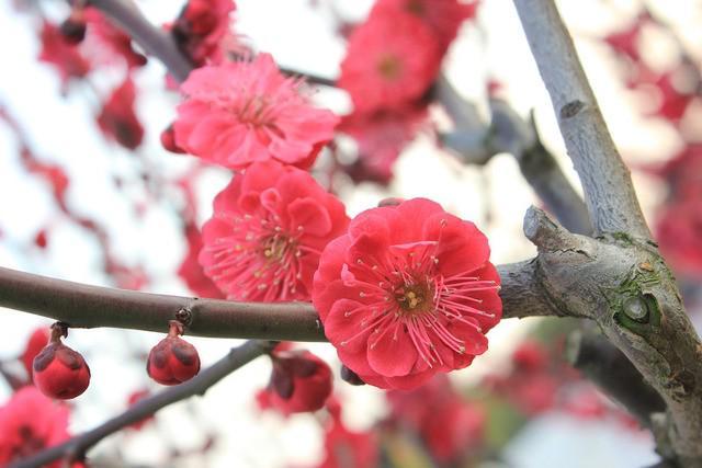 รูปภาพ:http://trippino-hokkaido.com/blog/wp-content/uploads/2016/04/plum-blossom-89535_1920.jpg