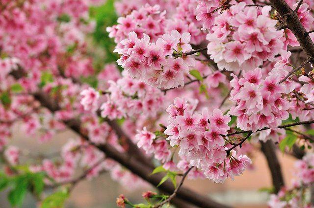 รูปภาพ:https://cdn.pixabay.com/photo/2018/06/28/03/36/cherry-blossoms-3503116_960_720.jpg