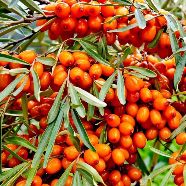 รูปภาพ:https://www.lgbotanicals.com/assets/images/seabuckthorn-berry-736a.jpg