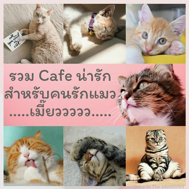 ภาพประกอบบทความ รวม Cafe น่ารัก สำหรับคนรักแมว.......เมี๊ยววววว.......