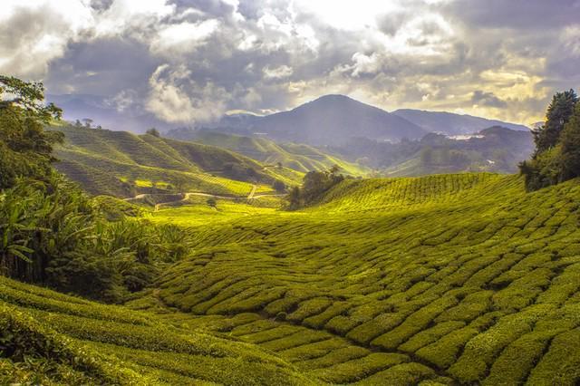 รูปภาพ:https://www.goodfreephotos.com/cache/malaysia/other/landscape-hills-and-farms-in-malaysia.jpg
