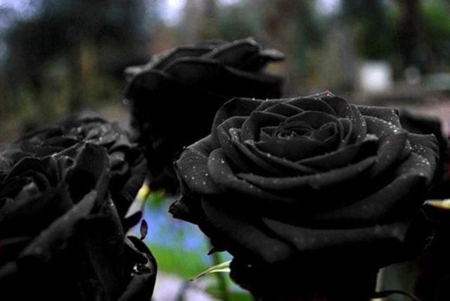 รูปภาพ:https://www.snopes.com/tachyon/2016/05/black-rose-3.jpg