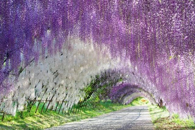รูปภาพ:http://besedkidacha.ru/wp-content/uploads/2015/05/wisteria-tunnel-kawachi-fuji-gardens-fukuoka-kitakyusyu-japan-8.jpg