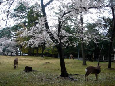 รูปภาพ:http://sun-tree.net/sunrise/trips/japan/9nara02.jpg