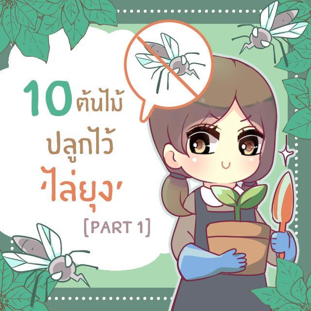 ภาพประกอบบทความ 10 ต้นไม้ปลูกไว้ ช่วยไล่ยุงได้ [part 1]