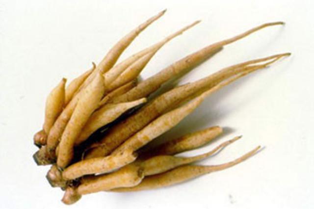 รูปภาพ:http://www.acupofherb.com/images/about-herbs/Yellow-ginger.jpg