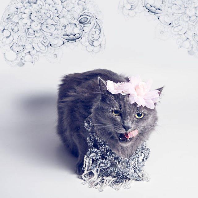 รูปภาพ:https://images.sobadsogood.com/most-ridiculously-fashionable-feline-ever/pitzush-glamour-pussycat-2.jpg