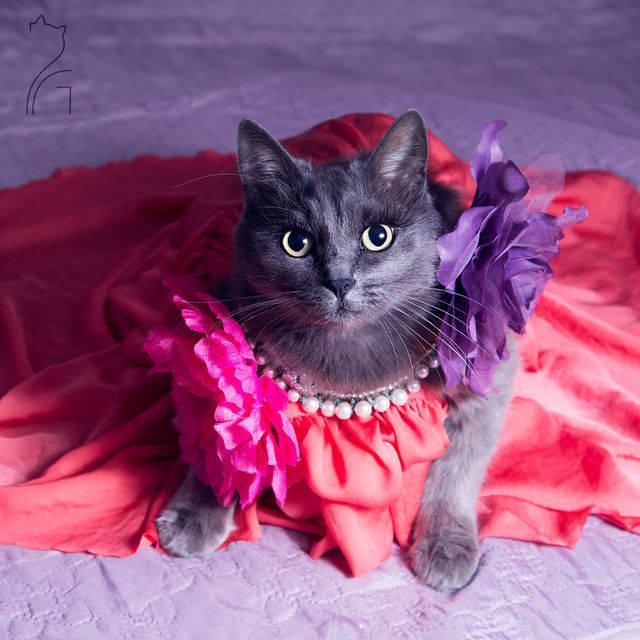 รูปภาพ:https://images.sobadsogood.com/most-ridiculously-fashionable-feline-ever/pitzush-glamour-pussycat-1.jpg