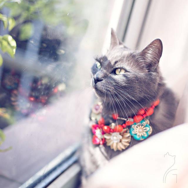 รูปภาพ:https://images.sobadsogood.com/most-ridiculously-fashionable-feline-ever/pitzush-glamour-pussycat-8.jpg