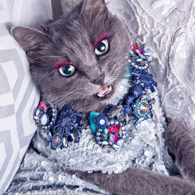 รูปภาพ:https://images.sobadsogood.com/most-ridiculously-fashionable-feline-ever/pitzush-glamour-pussycat-11.jpg