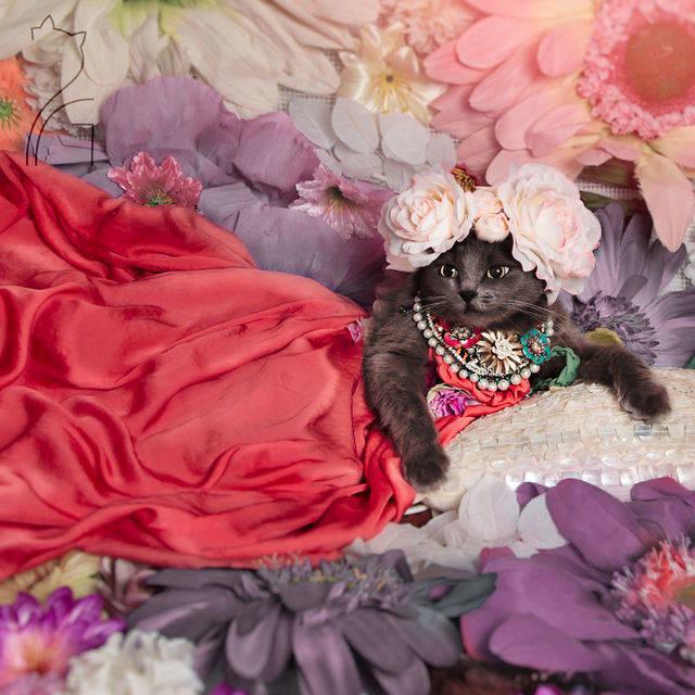 รูปภาพ:https://images.sobadsogood.com/most-ridiculously-fashionable-feline-ever/pitzush-glamour-pussycat-7.jpg