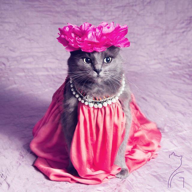 รูปภาพ:https://images.sobadsogood.com/most-ridiculously-fashionable-feline-ever/pitzush-glamour-pussycat-10.jpg