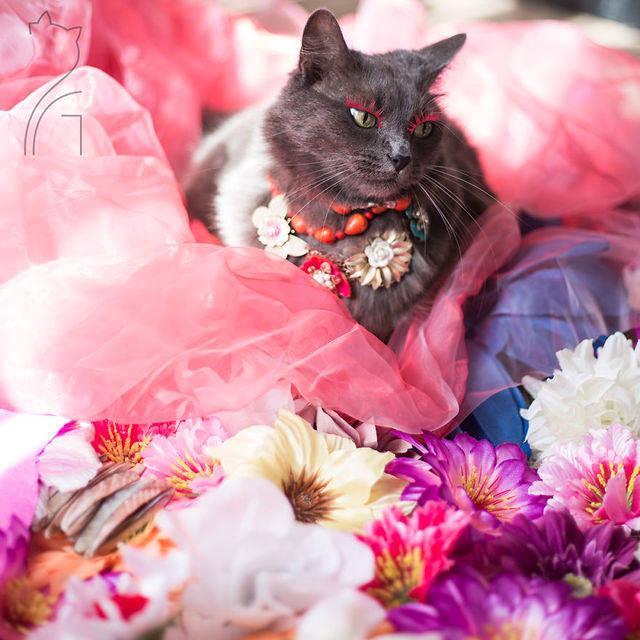 รูปภาพ:https://images.sobadsogood.com/most-ridiculously-fashionable-feline-ever/pitzush-glamour-pussycat-3.jpg