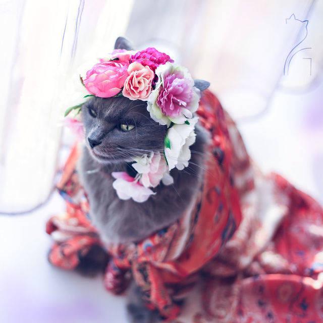 รูปภาพ:https://images.sobadsogood.com/most-ridiculously-fashionable-feline-ever/pitzush-glamour-pussycat-5.jpg