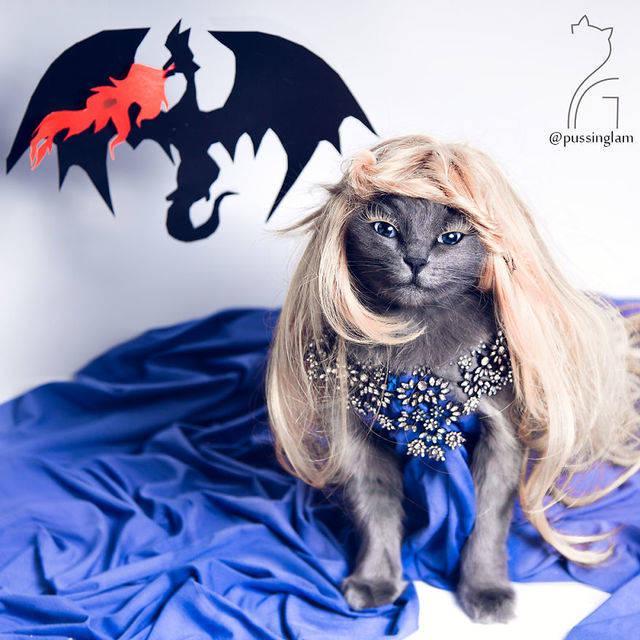 รูปภาพ:https://images.sobadsogood.com/most-ridiculously-fashionable-feline-ever/pitzush-glamour-pussycat-9.jpg