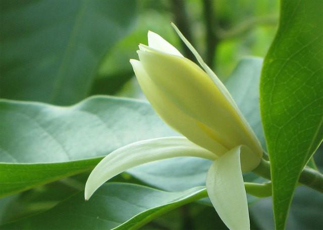 รูปภาพ:https://www.kaooriginal.com/wp-content/uploads/2020/04/3532-White-Champaca-flower.jpg