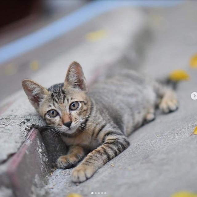 ตัวอย่าง ภาพหน้าปก:พาไปส่อง IG แมวจร Street Cats จากทั่วมุมโลก! 😸