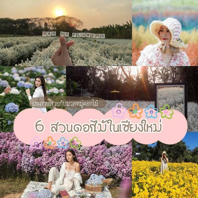 ภาพประกอบบทความ แชะภาพสวยเรียกยอดไลก์! เช็กอิน 6 ' สวนดอกไม้ในเชียงใหม่ ' ดอกไม้สดใส บรรยากาศสบายๆ 🌷🌸