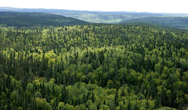 รูปภาพ:http://www.greenpeace.org/canada/Global/canada/image/2010/4/teaser/boreal/BOREAL%20FOREST%204.jpg