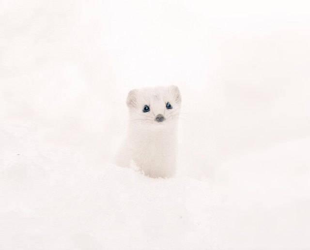 รูปภาพ:http://travel.mthai.com/wp-content/uploads/2015/05/cute-animals-hokkaido-ezo-japan-34.jpg