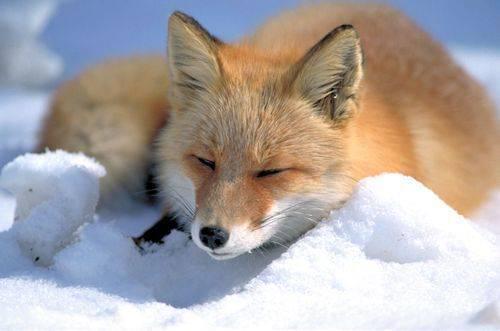 รูปภาพ:https://upload.wikimedia.org/wikipedia/commons/0/03/Vulpes_vulpes_laying_in_snow.jpg