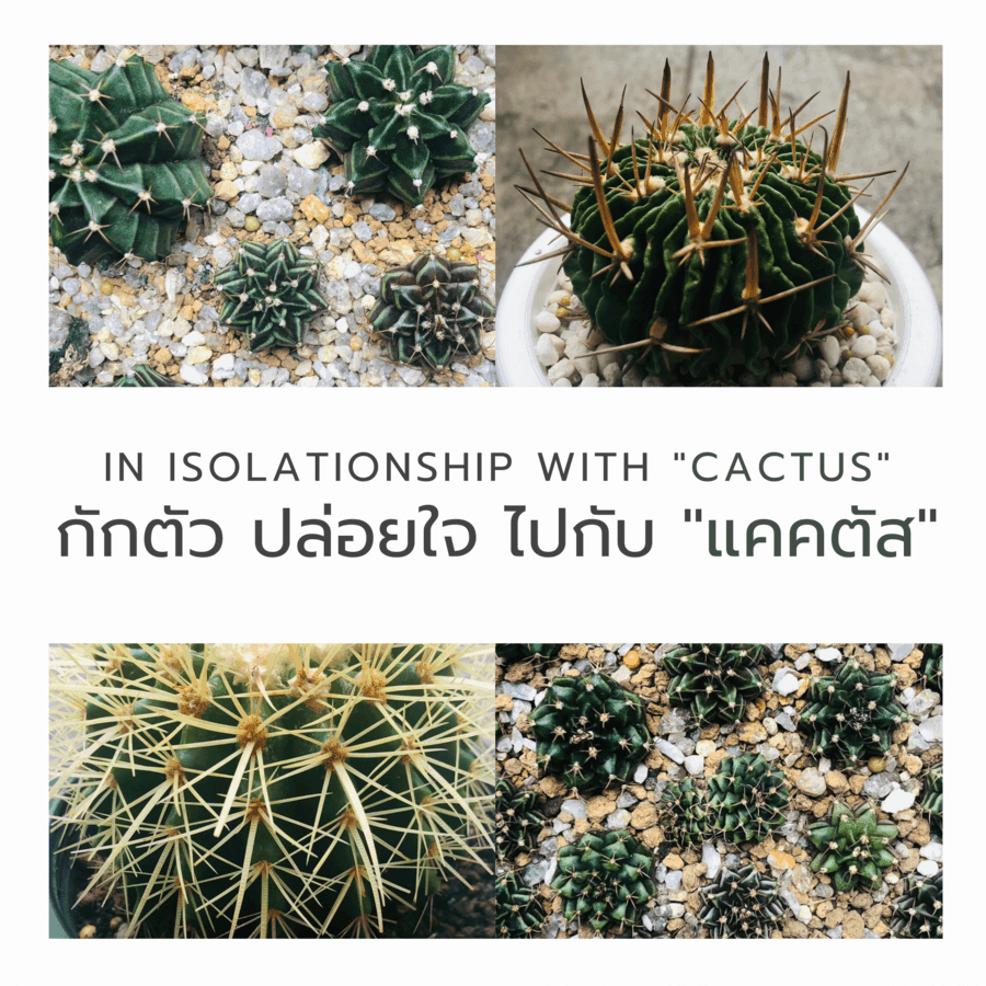 ตัวอย่าง ภาพหน้าปก:In Isolationship with "Cactus" 🌱 กักตัว ปล่อยใจ ไปกับ"แคคตัส"