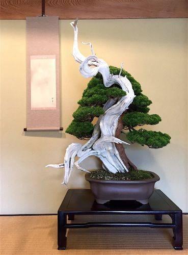 รูปภาพ:http://www.bonsai-thailand.com/images/intro_1216701842/kokufu3.jpg