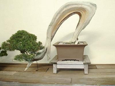 รูปภาพ:http://bonsai.in.th/wp-content/uploads/2014/10/large_as2.jpg
