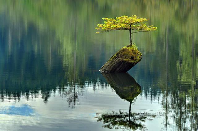 รูปภาพ:http://static.boredpanda.com/blog/wp-content/uploads/2016/04/amazing-bonsai-trees-33-5710fb98a901e__700.jpg