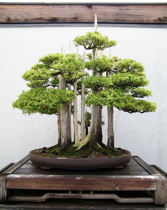 รูปภาพ:http://static.boredpanda.com/blog/wp-content/uploads/2016/04/amazing-bonsai-trees-13-5710ed962c1f6__700.jpg