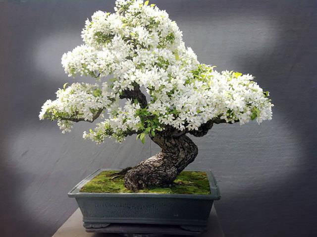 รูปภาพ:http://static.boredpanda.com/blog/wp-content/uploads/2016/04/amazing-bonsai-trees-5-1-5710e79582acc__700.jpg