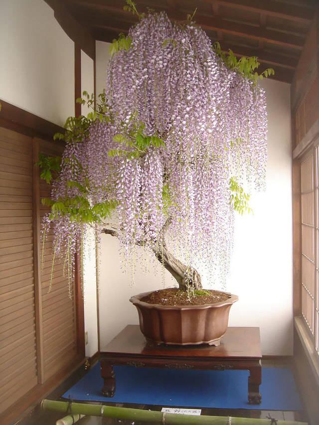 รูปภาพ:http://static.boredpanda.com/blog/wp-content/uploads/2016/04/amazing-bonsai-trees-2-1-5710e789c26e6__700.jpg