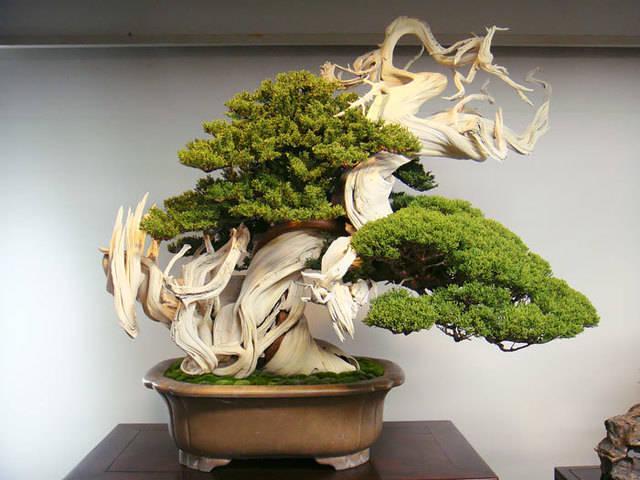 รูปภาพ:http://static.boredpanda.com/blog/wp-content/uploads/2016/04/amazing-bonsai-trees-22-5710f3ab92e45__700.jpg